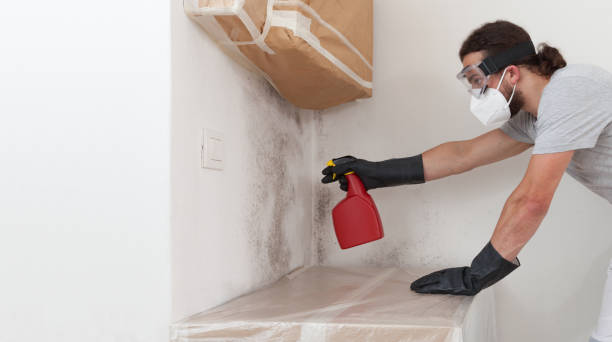 Professional Basement Mold Remediation technician working in Chaptico, MD