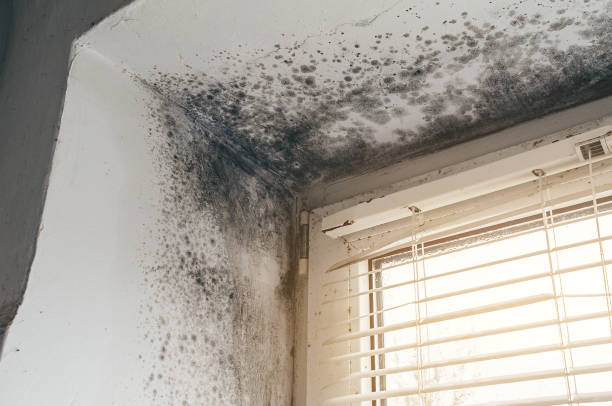 Affordable Basement Mold Remediation solutions in Chaptico, MD