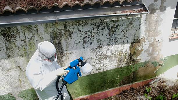 Top rated local Basement Mold Remediation specialists in Chaptico, MD